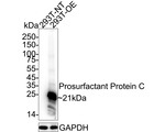SFTPC Antibody in Western Blot (WB)