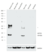 SFTPC Antibody in Western Blot (WB)