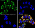CHCHD2 Antibody in Immunocytochemistry (ICC/IF)