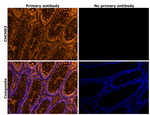 CHCHD2 Antibody in Immunohistochemistry (Paraffin) (IHC (P))