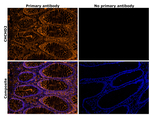 CHCHD2 Antibody in Immunohistochemistry (Paraffin) (IHC (P))