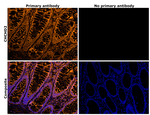 CHCHD2 Antibody in Immunohistochemistry (Paraffin) (IHC (P))