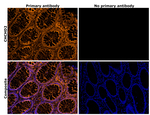 CHCHD2 Antibody in Immunohistochemistry (Paraffin) (IHC (P))