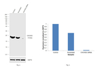 CHCHD2 Antibody