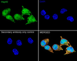 HSP40 Antibody in Immunocytochemistry (ICC/IF)