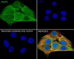 HSP40 Antibody in Immunocytochemistry (ICC/IF)
