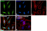 HSP40 Recombinant Rabbit Monoclonal Antibody (PSH12-10)
