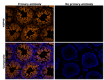 HSP40 Antibody in Immunohistochemistry (Paraffin) (IHC (P))