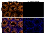 HSP40 Antibody in Immunohistochemistry (Paraffin) (IHC (P))