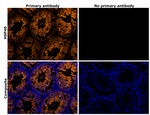 HSP40 Antibody in Immunohistochemistry (Paraffin) (IHC (P))
