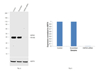 HSP40 Antibody