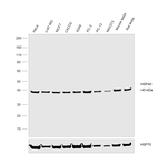 HSP40 Antibody in Western Blot (WB)