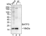 BATF3 Antibody in Immunoprecipitation (IP)