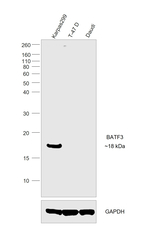 BATF3 Antibody