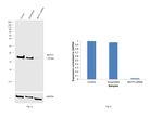 BATF3 Antibody