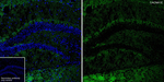 CaV2.3 Antibody in Immunohistochemistry (Frozen) (IHC (F))
