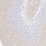 CaV2.3 Antibody in Immunohistochemistry (Paraffin) (IHC (P))