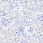 CaV2.3 Antibody in Immunohistochemistry (Paraffin) (IHC (P))