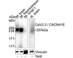 CaV2.3 Antibody in Western Blot (WB)