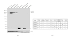 CaV2.3 Antibody in Western Blot (WB)