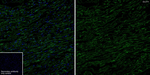 GLUT4 Antibody in Immunohistochemistry (Frozen) (IHC (F))