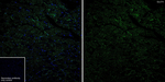 GLUT4 Antibody in Immunohistochemistry (Frozen) (IHC (F))