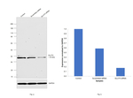 GLUT4 Antibody