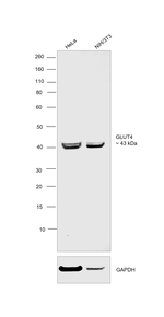 GLUT4 Antibody in Western Blot (WB)