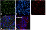 IFT88 Antibody in Immunocytochemistry (ICC/IF)
