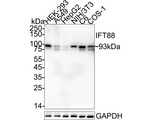 IFT88 Antibody in Western Blot (WB)