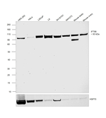 IFT88 Antibody in Western Blot (WB)