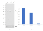 IFT88 Antibody in Western Blot (WB)