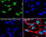 RXRB Antibody in Immunocytochemistry (ICC/IF)