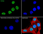 RXRB Antibody in Immunocytochemistry (ICC/IF)