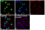 RXRB Antibody in Immunocytochemistry (ICC/IF)