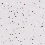 RXRB Antibody in Immunohistochemistry (Paraffin) (IHC (P))