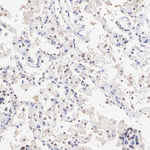 RXRB Antibody in Immunohistochemistry (Paraffin) (IHC (P))