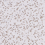RXRB Antibody in Immunohistochemistry (Paraffin) (IHC (P))