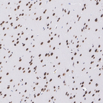RXRB Antibody in Immunohistochemistry (Paraffin) (IHC (P))