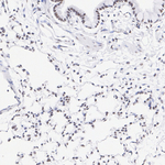 RXRB Antibody in Immunohistochemistry (Paraffin) (IHC (P))