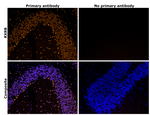 RXRB Antibody in Immunohistochemistry (Paraffin) (IHC (P))