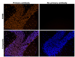 RXRB Antibody in Immunohistochemistry (Paraffin) (IHC (P))