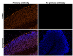 RXRB Antibody in Immunohistochemistry (Paraffin) (IHC (P))