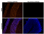 RXRB Antibody in Immunohistochemistry (Paraffin) (IHC (P))