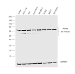 RXRB Antibody in Western Blot (WB)