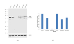 RXRB Antibody in Western Blot (WB)