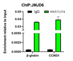 JMJD6 Antibody in ChIP Assay (ChIP)