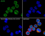 JMJD6 Antibody in Immunocytochemistry (ICC/IF)
