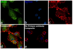 JMJD6 Antibody in Immunocytochemistry (ICC/IF)