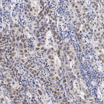 JMJD6 Antibody in Immunohistochemistry (Paraffin) (IHC (P))
